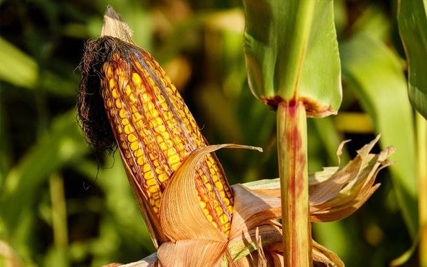 Corn cob in field